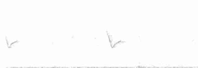 Vireo de Hutton (grupo stephensi) - ML615193904