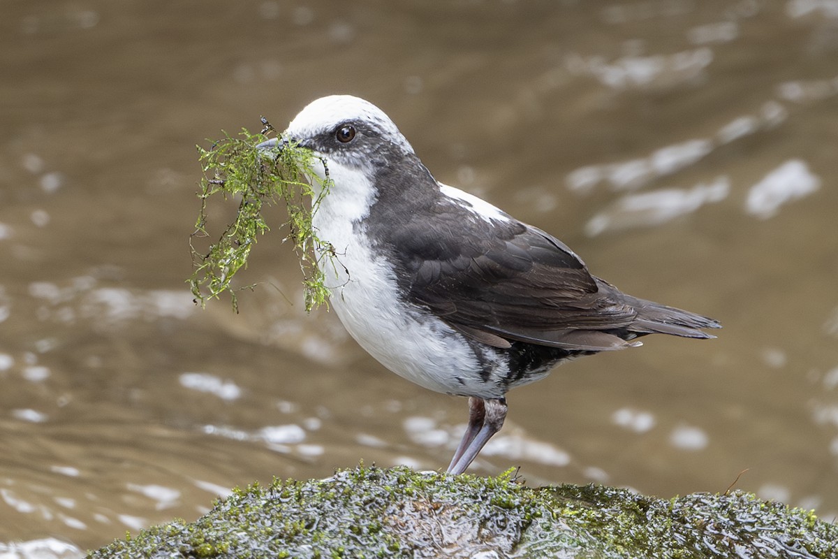 White-capped Dipper (White-bellied) - Michael Linz