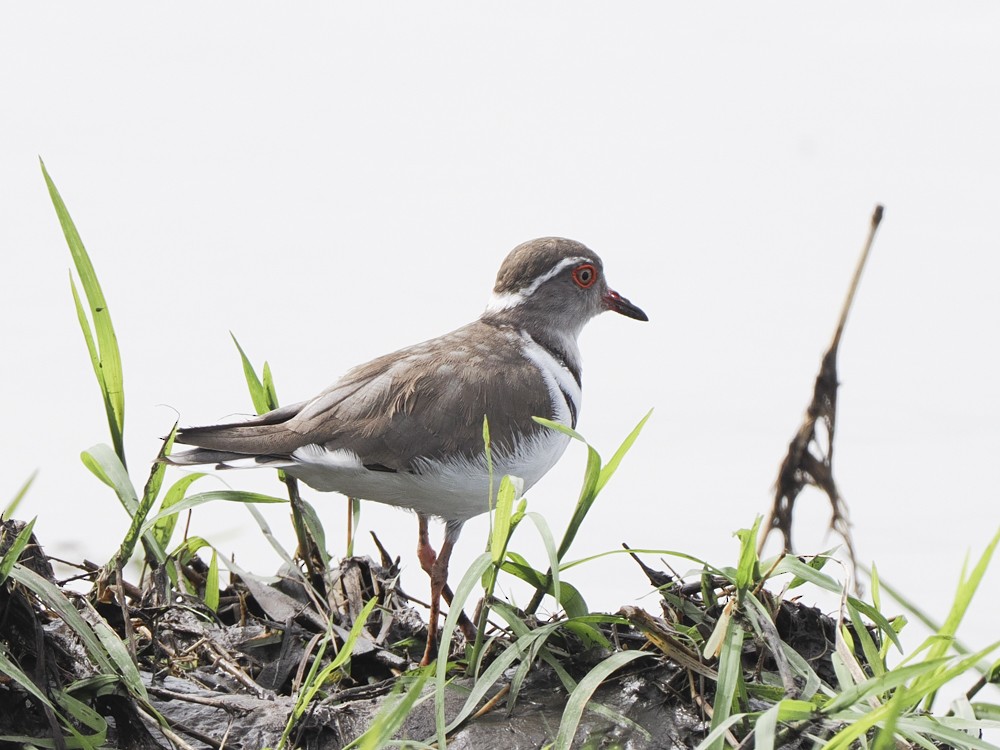 Three-banded Plover - ML615193924