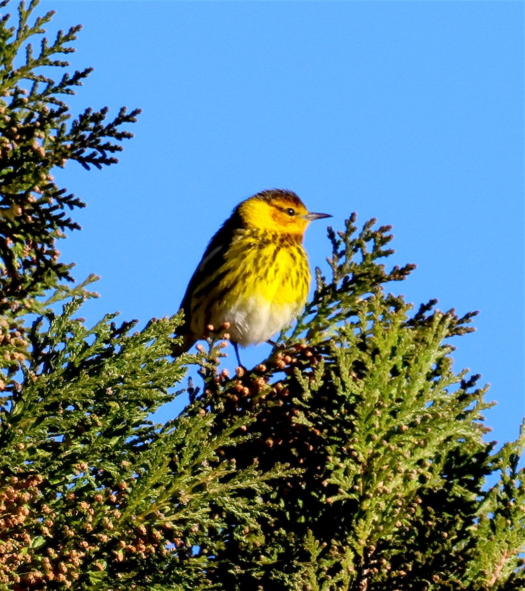 Cape May Warbler - ML615194388