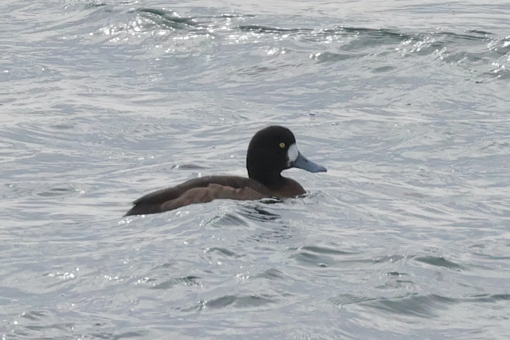Greater Scaup - ML615194422