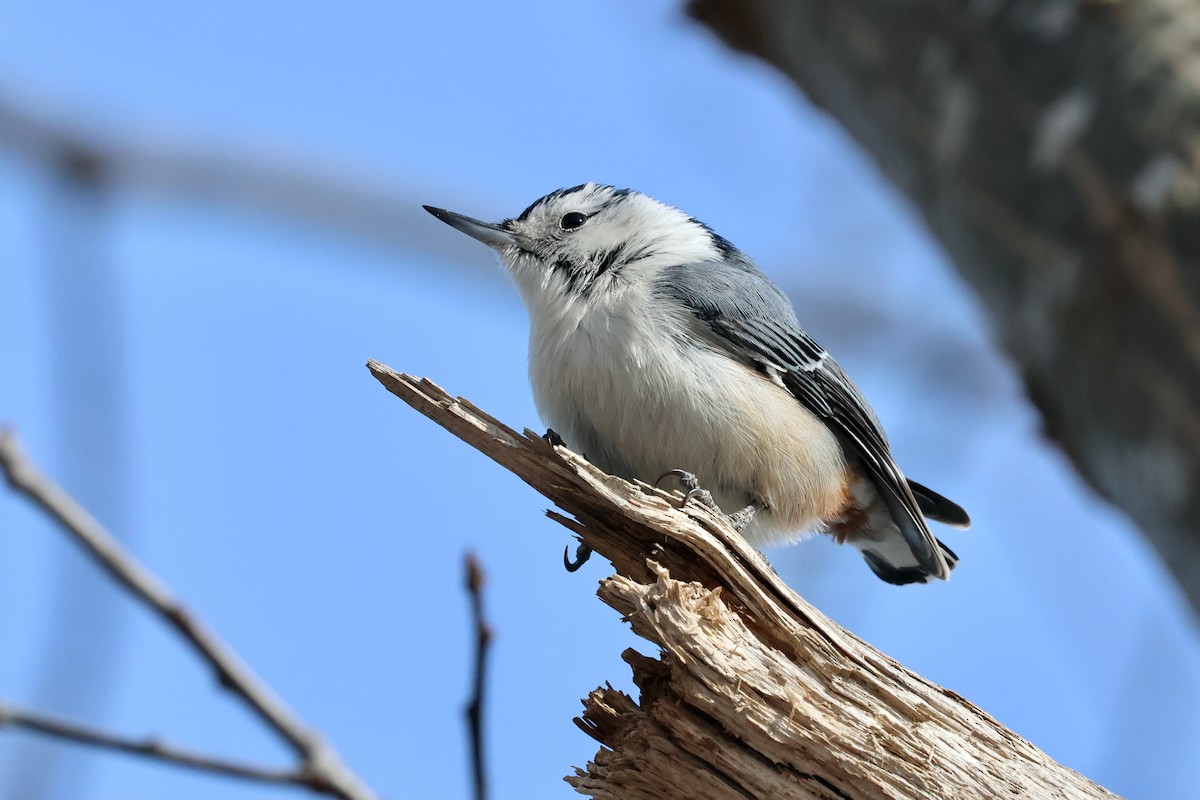 White-breasted Nuthatch - ML615194481
