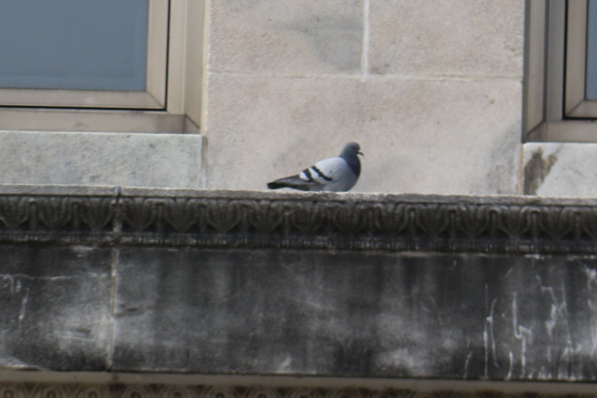 Rock Pigeon (Feral Pigeon) - ML615194514