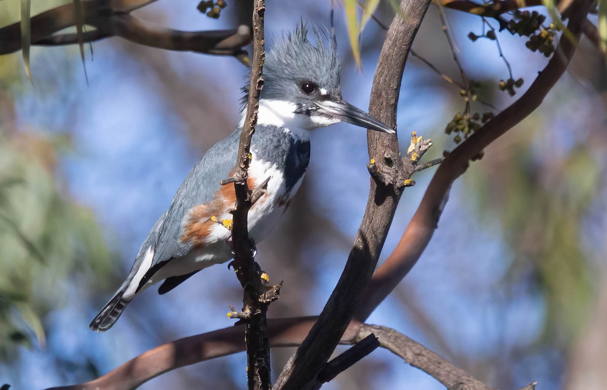 Belted Kingfisher - ML615194520