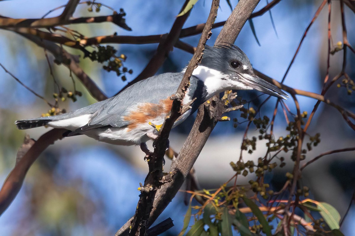 Belted Kingfisher - ML615194521