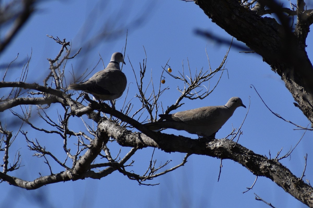 Eurasian Collared-Dove - Parker Allie