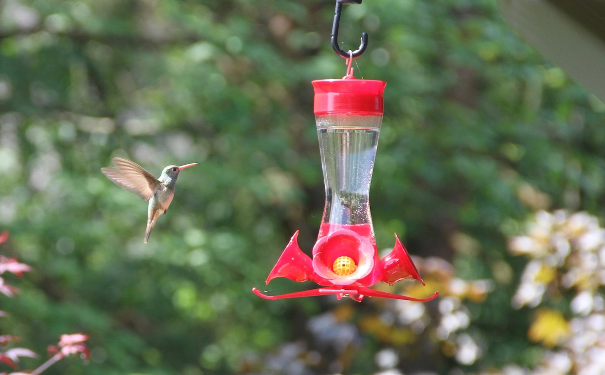 Buff-bellied Hummingbird - Jeff Rusinow