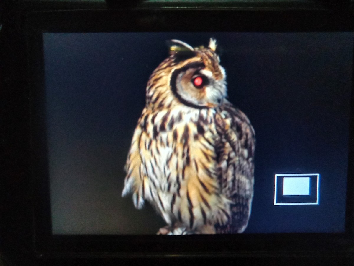 Striped Owl - ML615194882