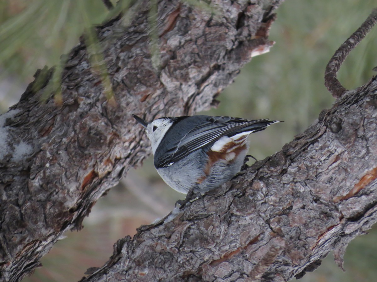 White-breasted Nuthatch (Interior West) - ML615195095