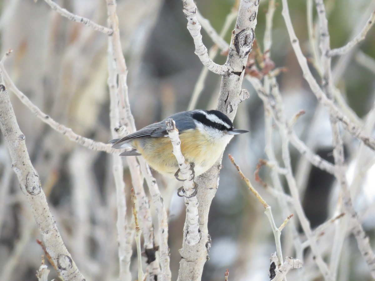 Red-breasted Nuthatch - ML615195134