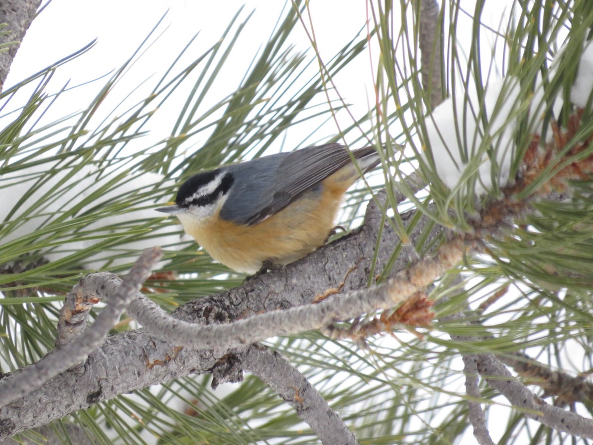 Red-breasted Nuthatch - ML615195135