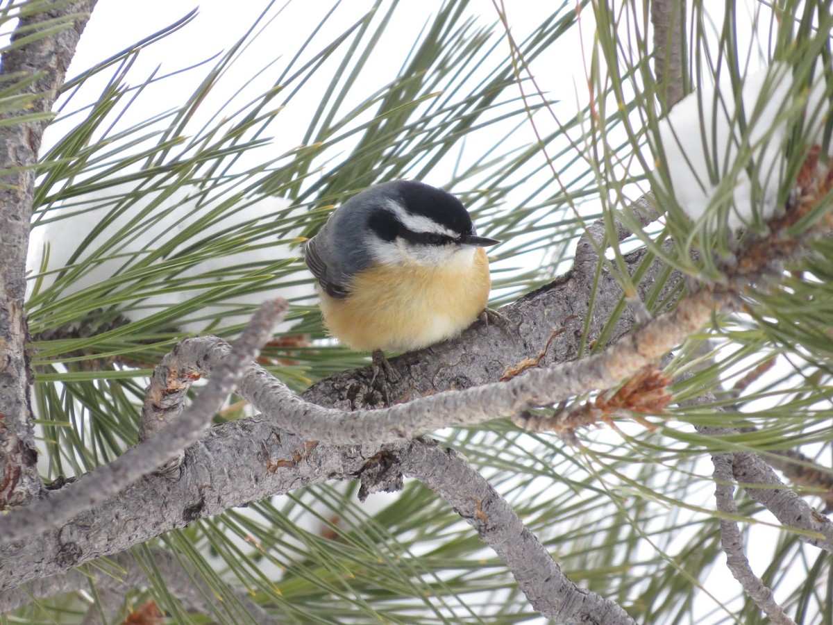 Red-breasted Nuthatch - ML615195137