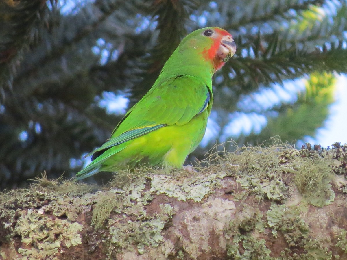 Pileated Parrot - ML615195183