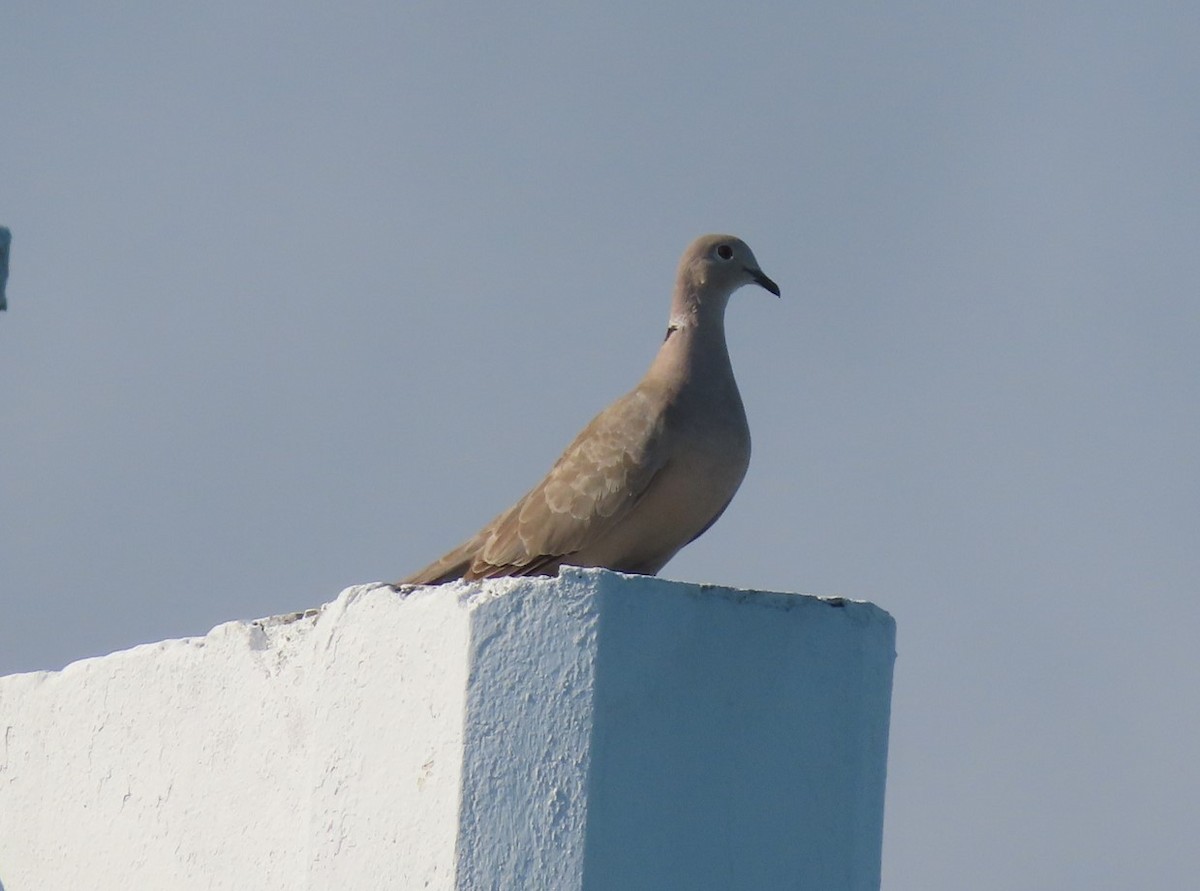 Eurasian Collared-Dove - ML615195187