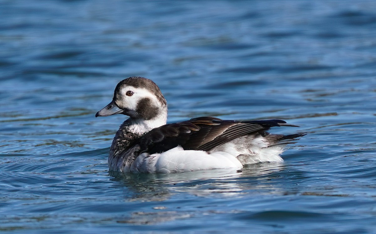 Long-tailed Duck - ML615195301