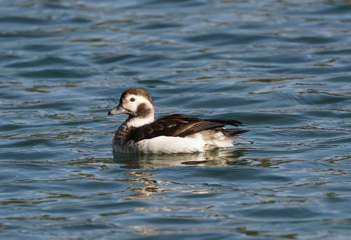 Long-tailed Duck - ML615195303