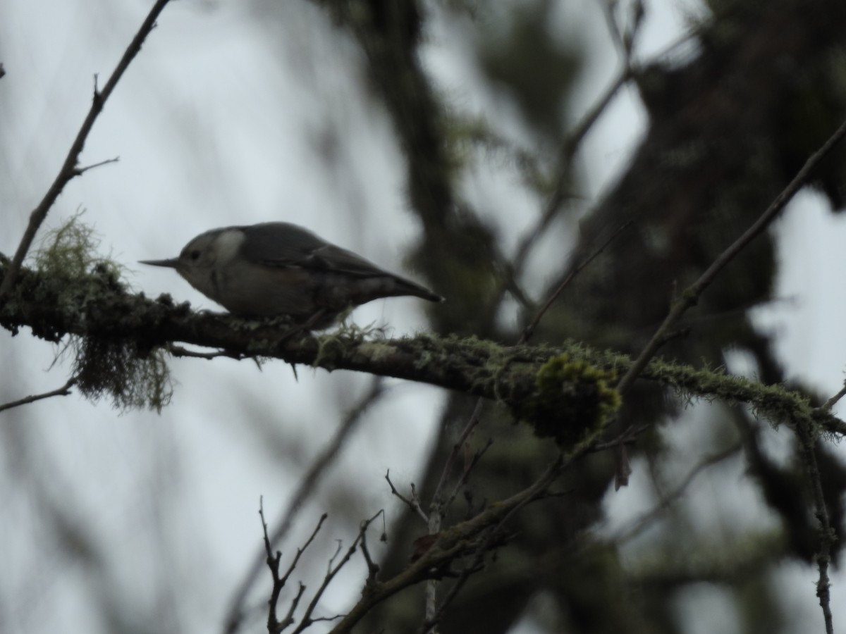 White-breasted Nuthatch - ML615195417