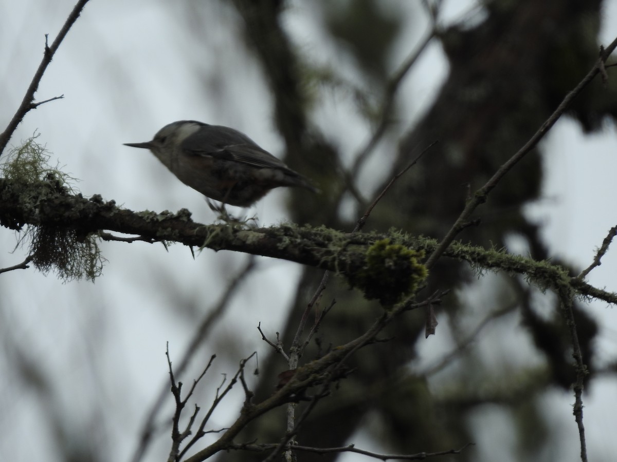 White-breasted Nuthatch - ML615195420
