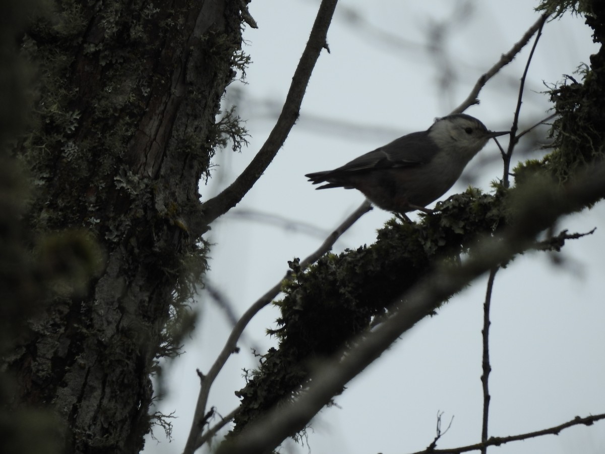 White-breasted Nuthatch - ML615195421