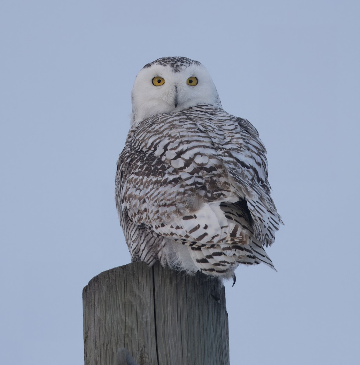 Snowy Owl - ML615195538