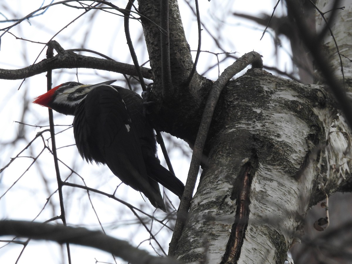 Pileated Woodpecker - ML615195540