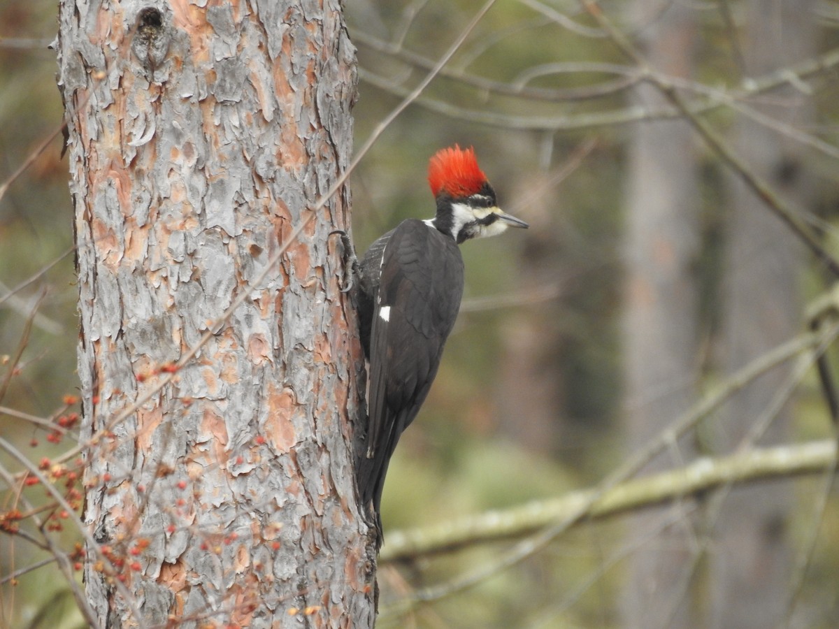 Pileated Woodpecker - ML615195544