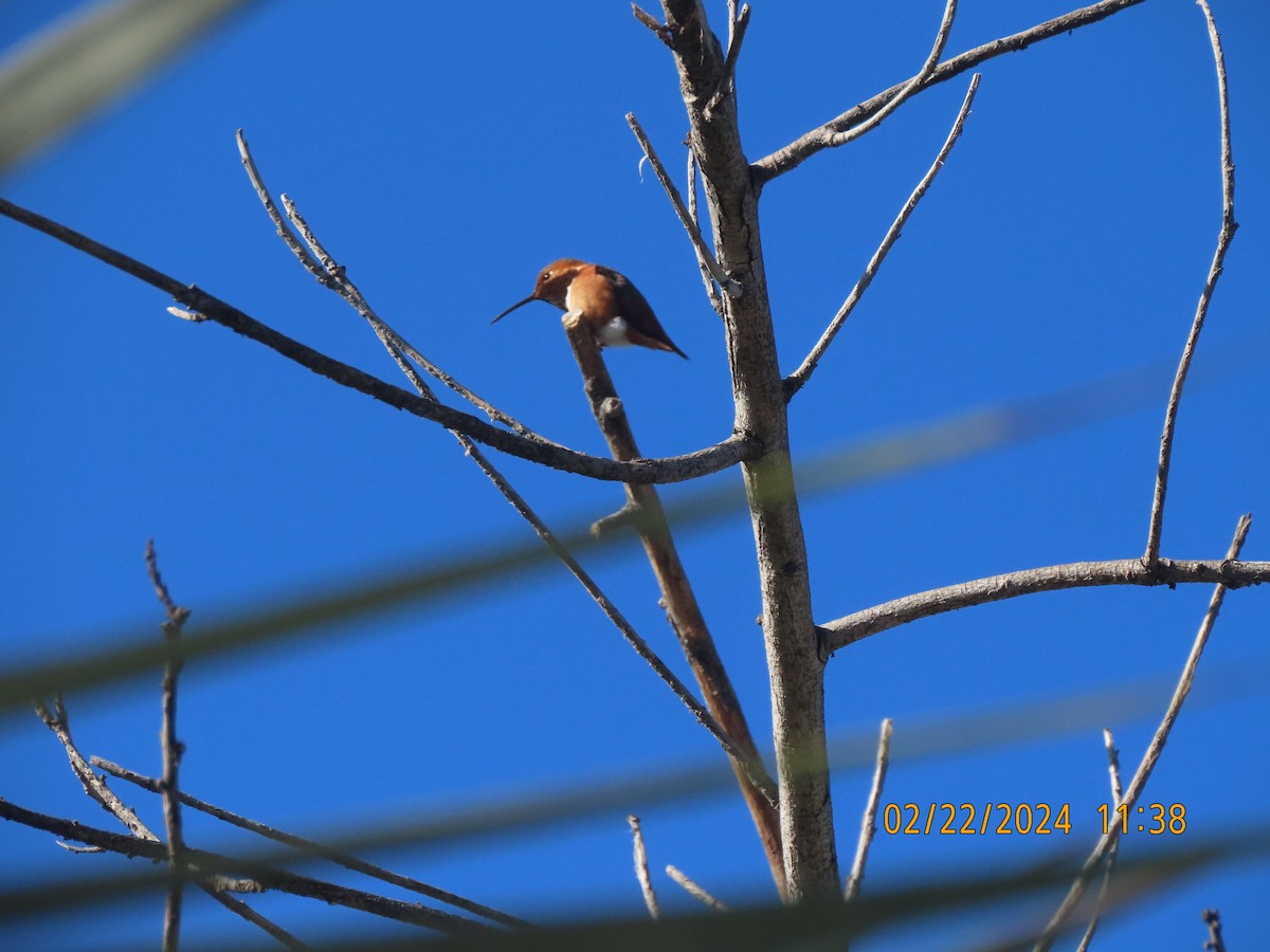 Allen's Hummingbird - ML615195871