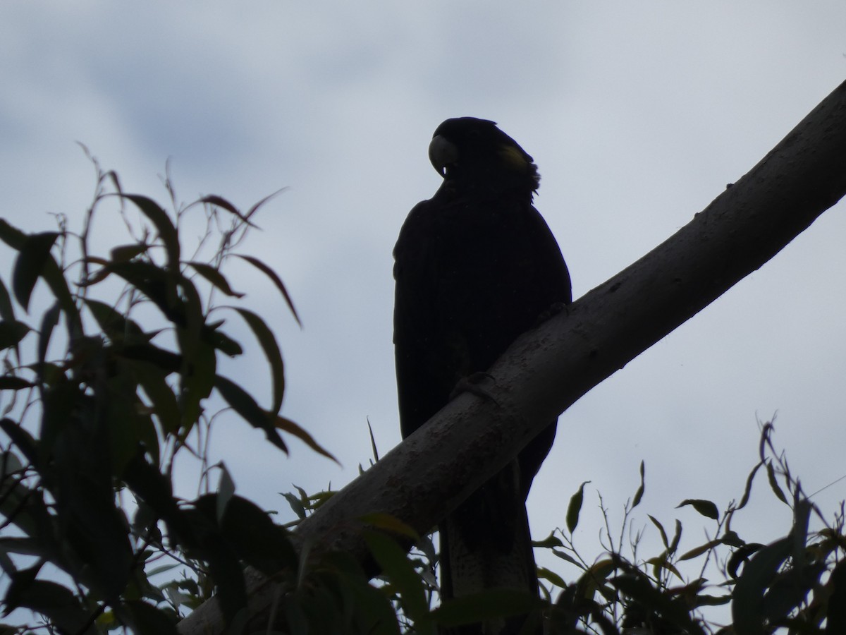 kakadu černý - ML615196061
