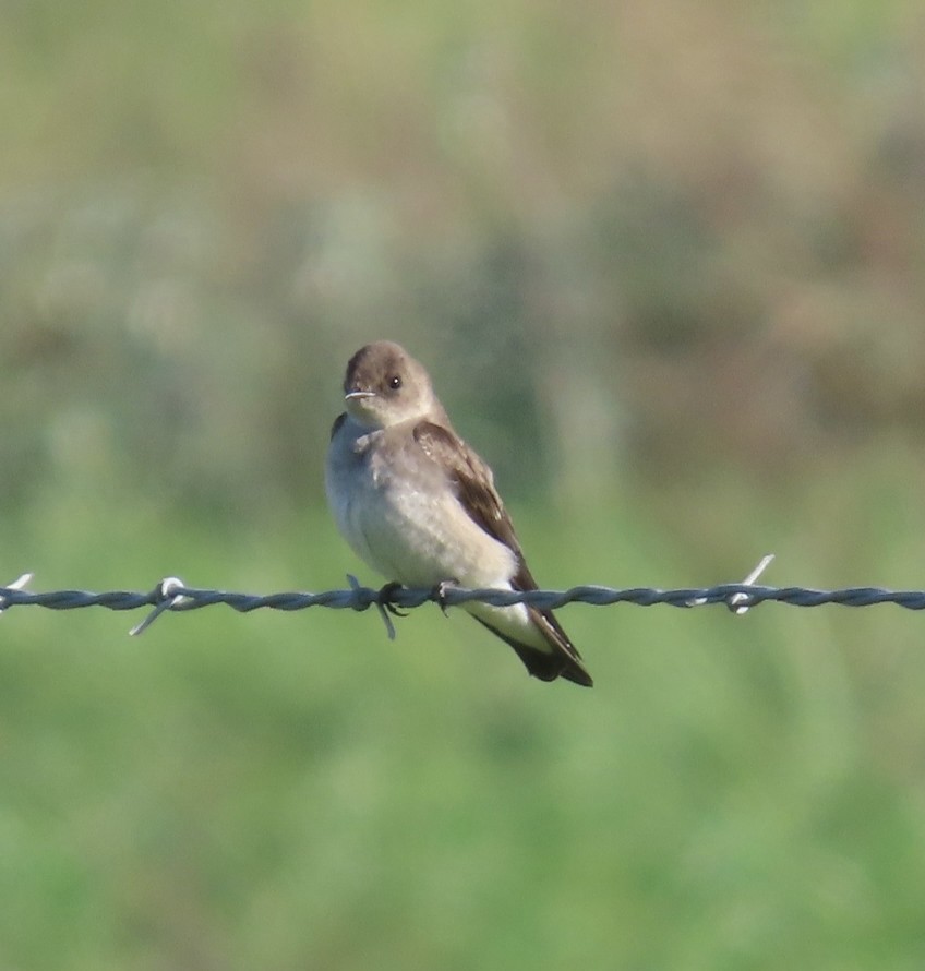 Northern Rough-winged Swallow - ML615196071