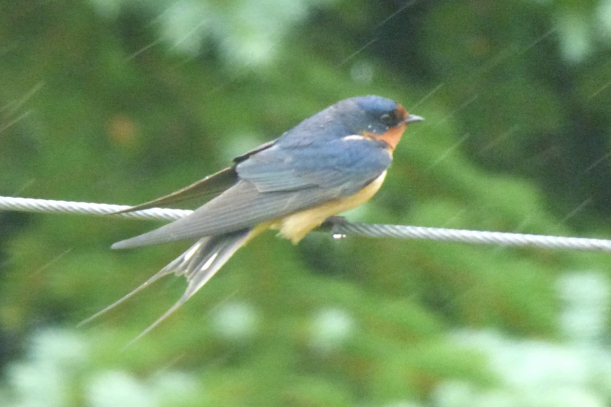 Barn Swallow - ML61519611