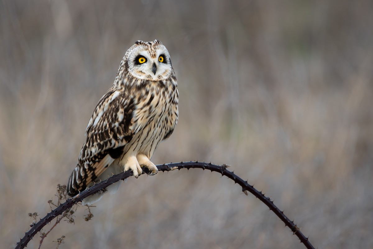 Short-eared Owl - ML615196127