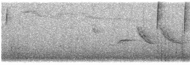 Gray-hooded Sierra Finch - ML615196180