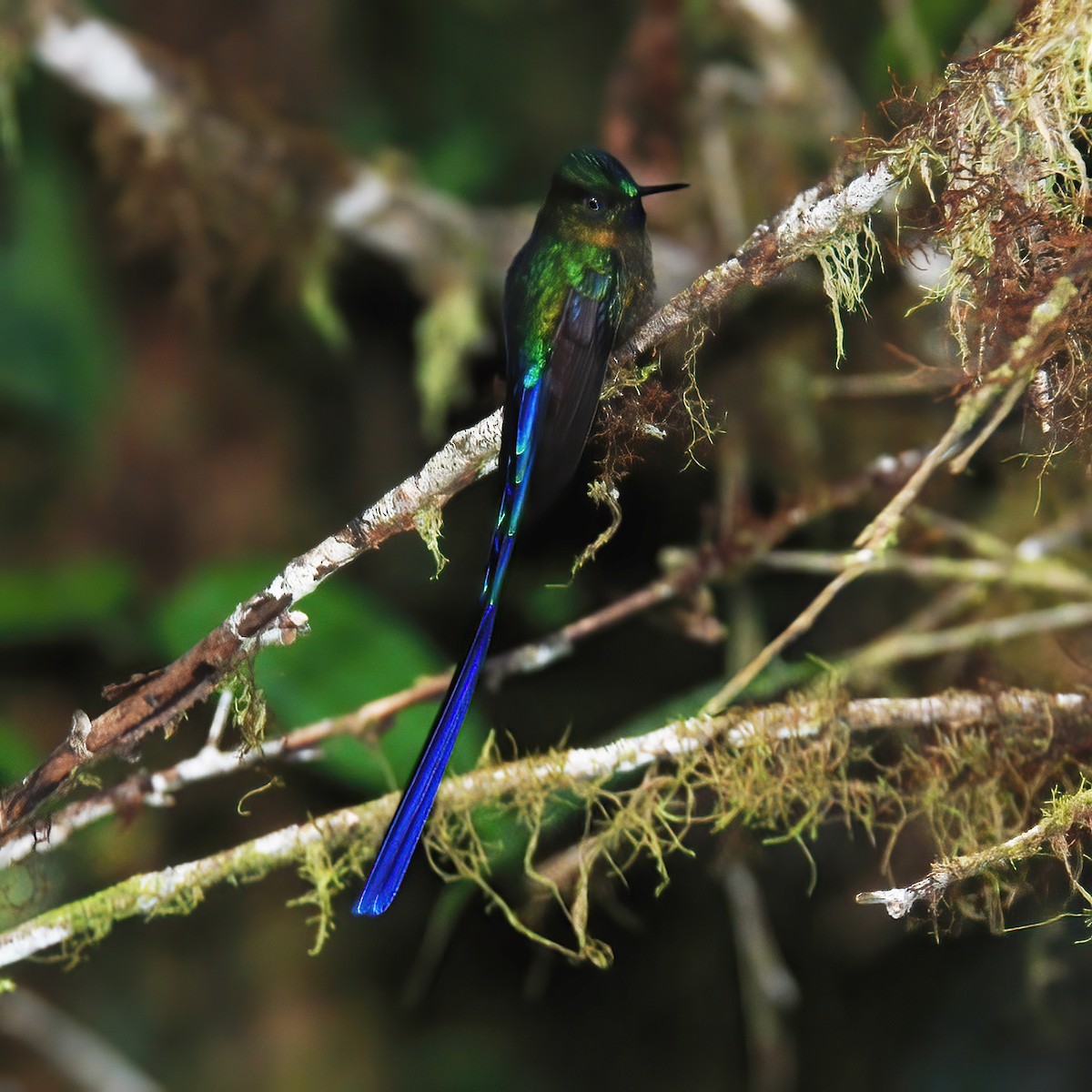 Violet-tailed Sylph - ML615196266
