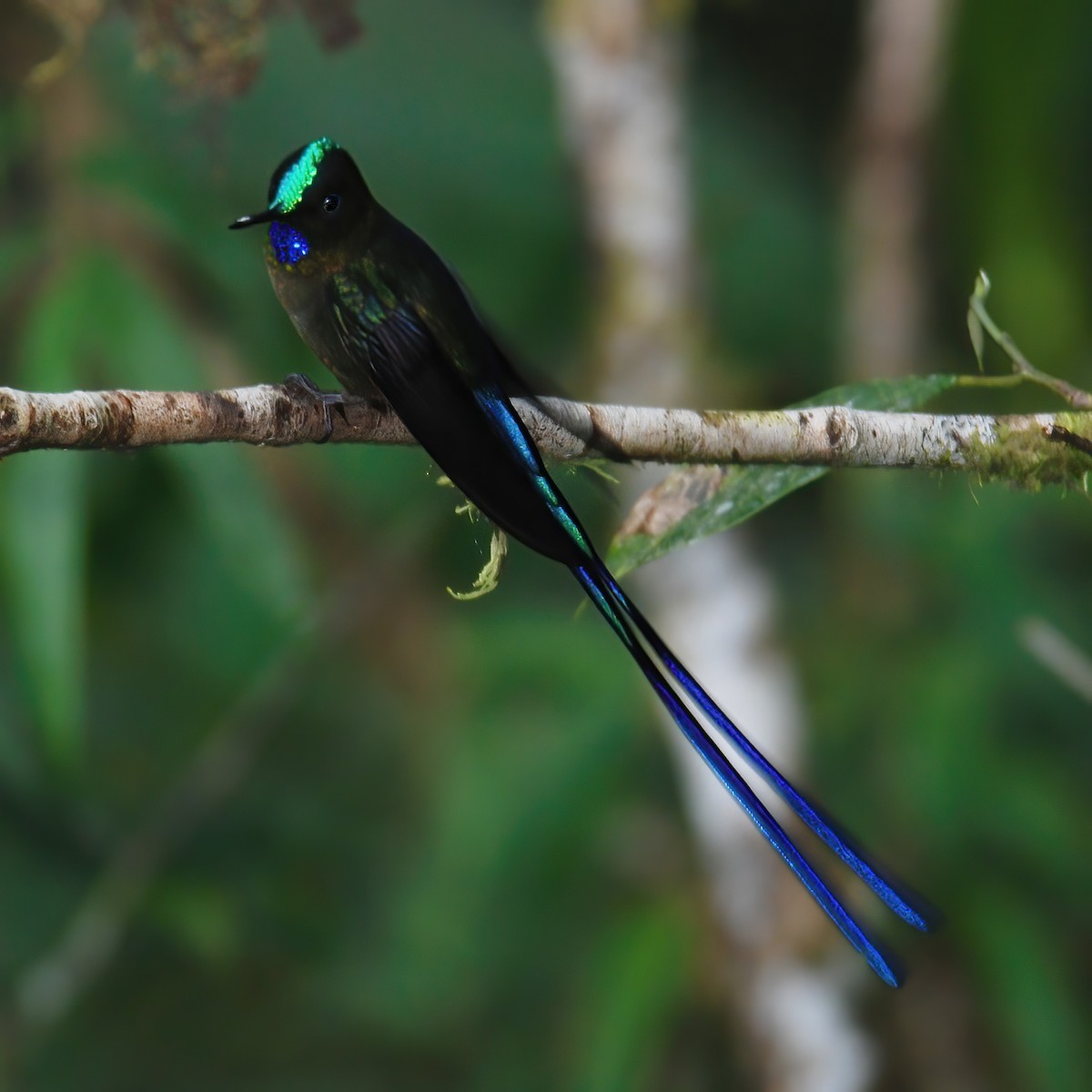 Violet-tailed Sylph - ML615196268
