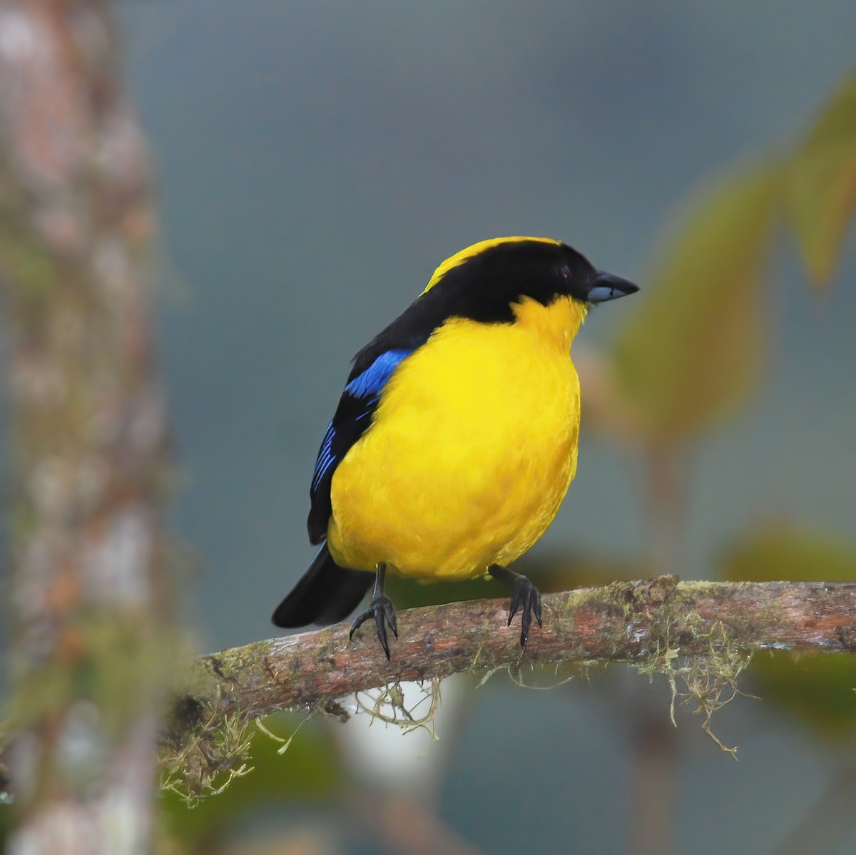 Blue-winged Mountain Tanager - ML615196284