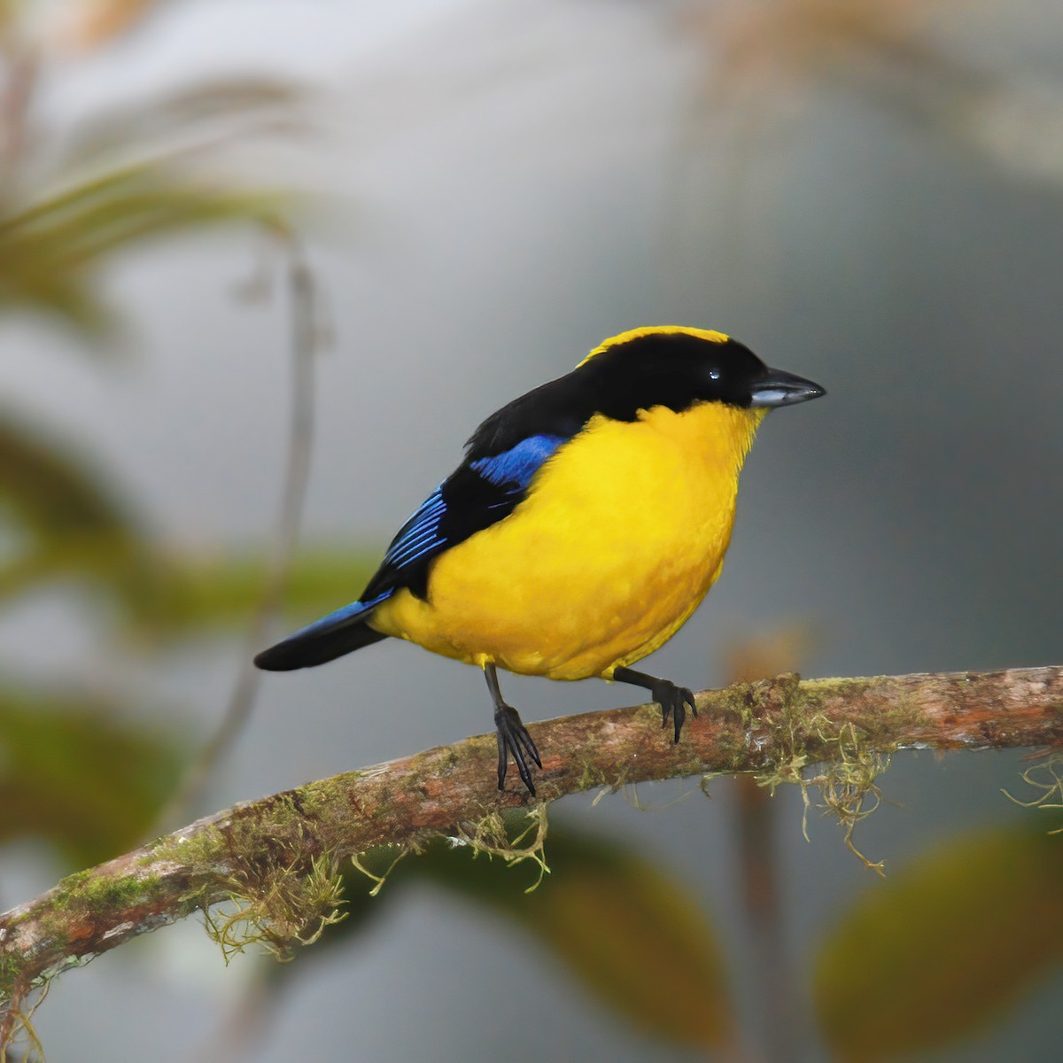 Blue-winged Mountain Tanager - ML615196285