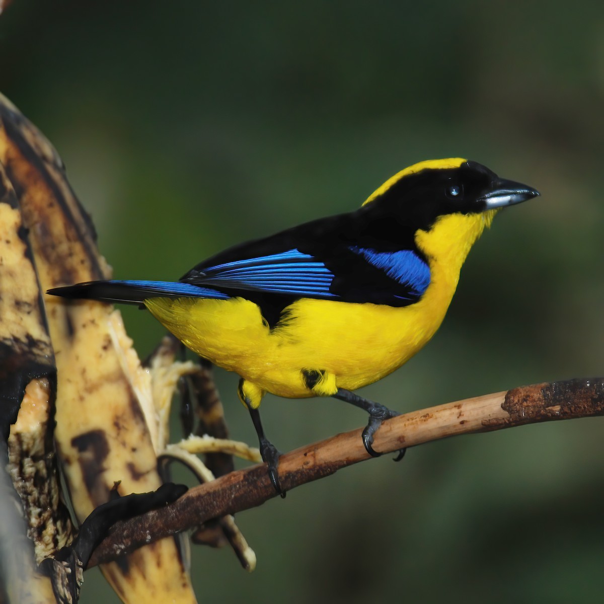 Blue-winged Mountain Tanager - ML615196286