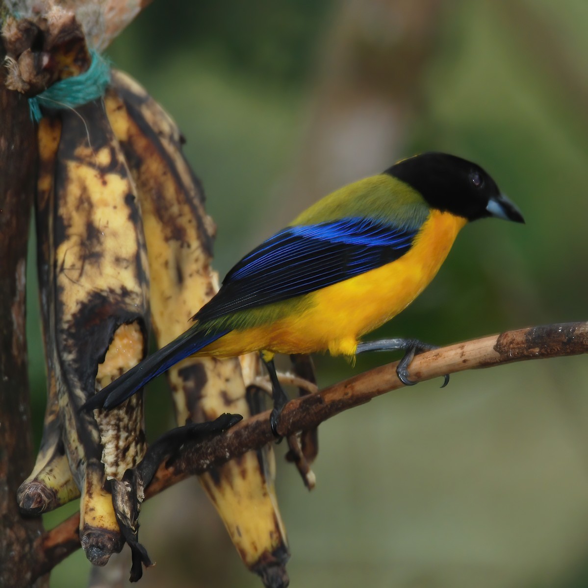 Black-chinned Mountain Tanager - ML615196290