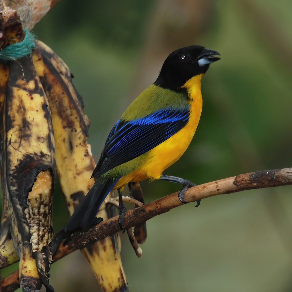 Black-chinned Mountain Tanager - ML615196291