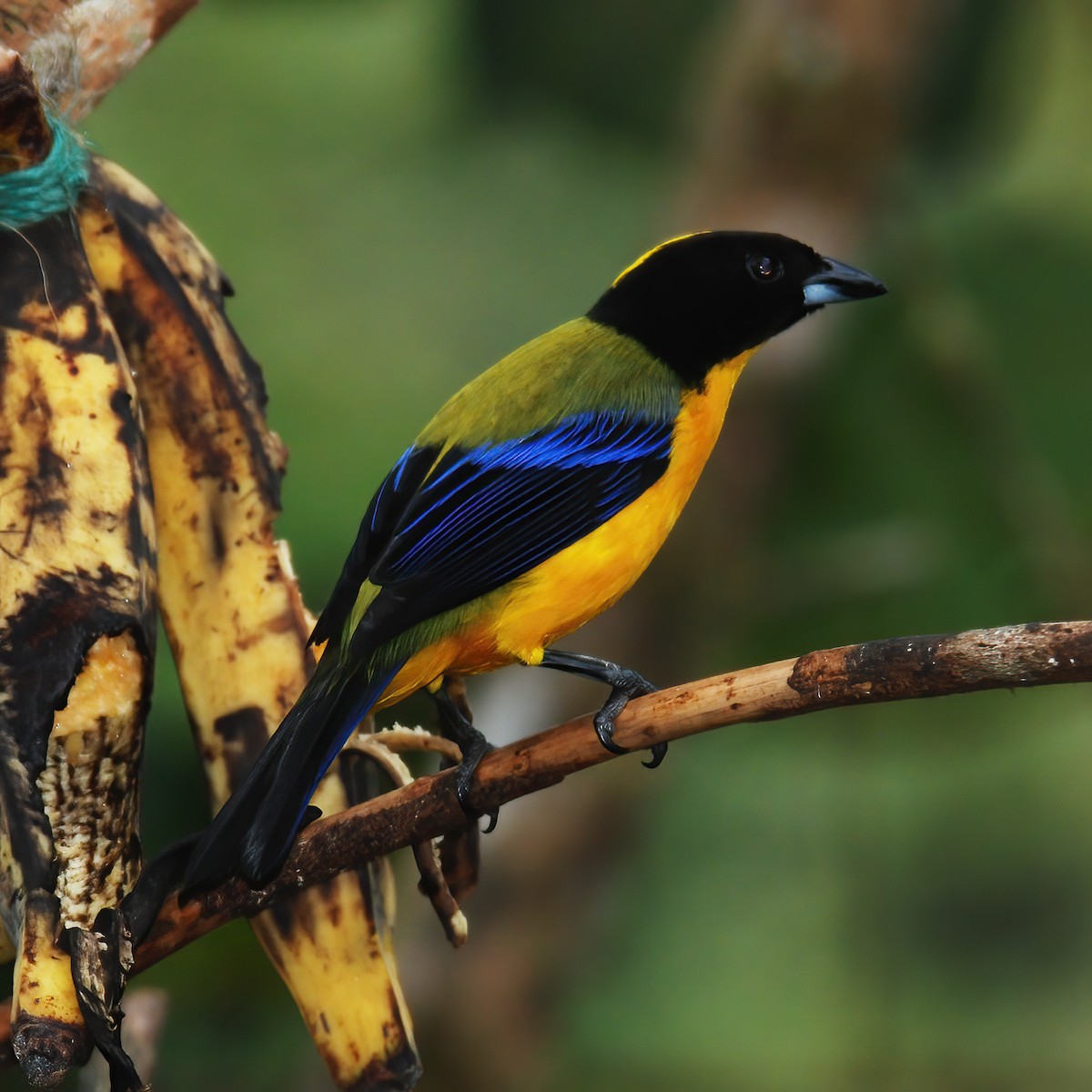 Black-chinned Mountain Tanager - ML615196292