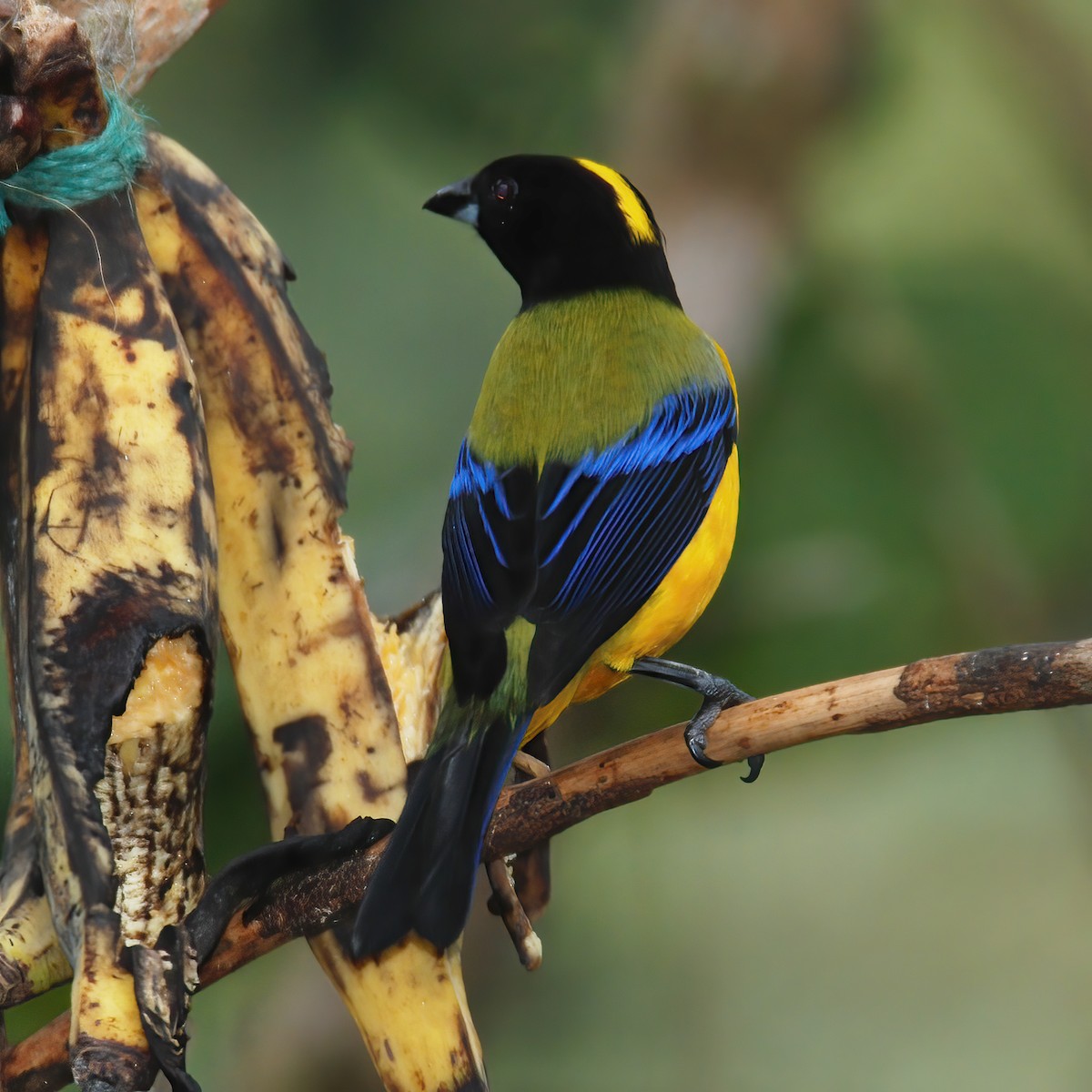 Black-chinned Mountain Tanager - ML615196293