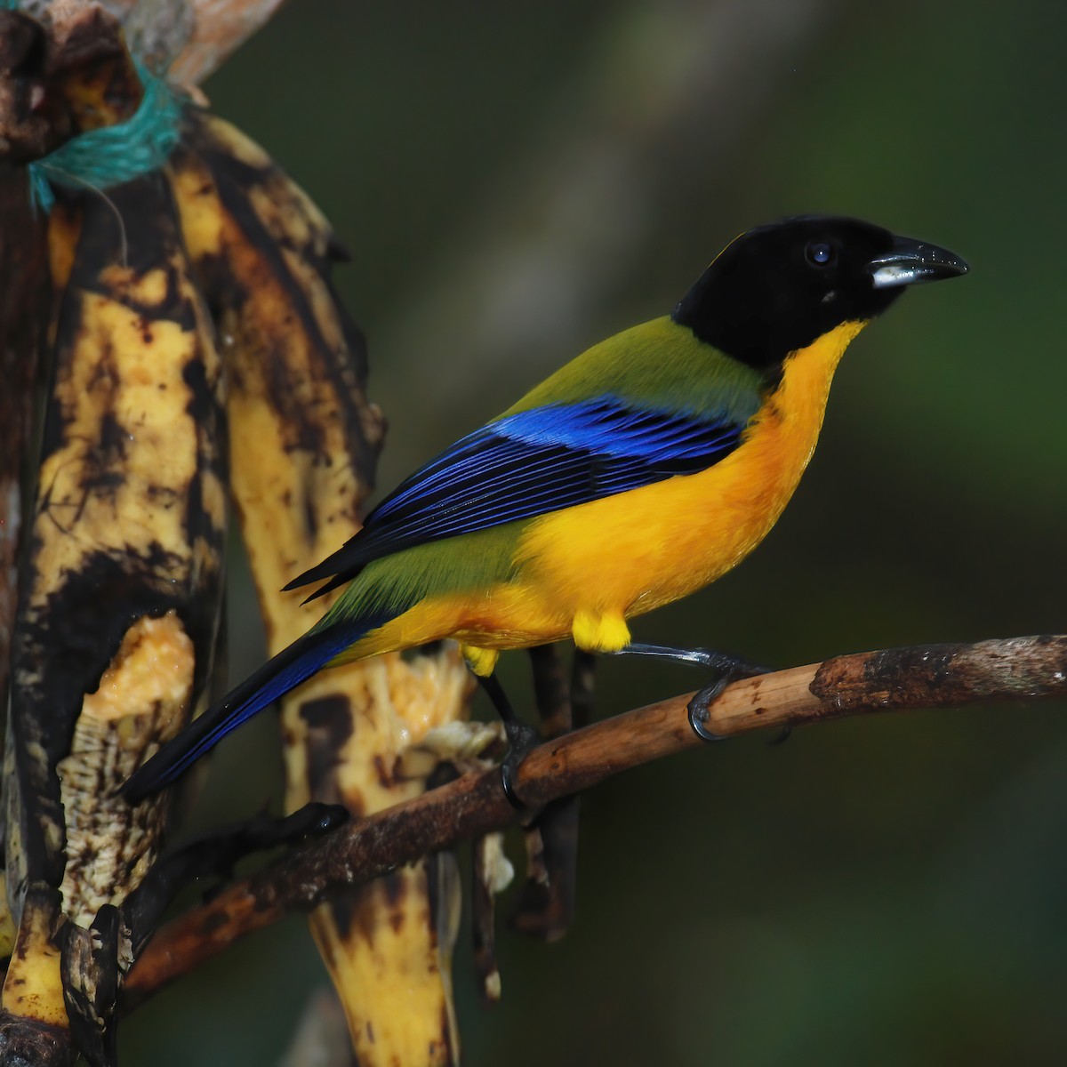 Black-chinned Mountain Tanager - ML615196294