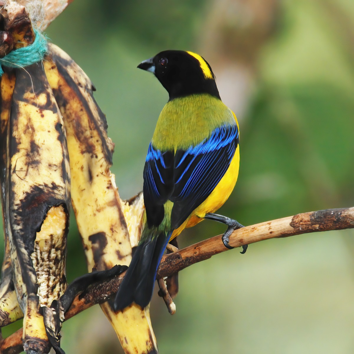 Black-chinned Mountain Tanager - ML615196295