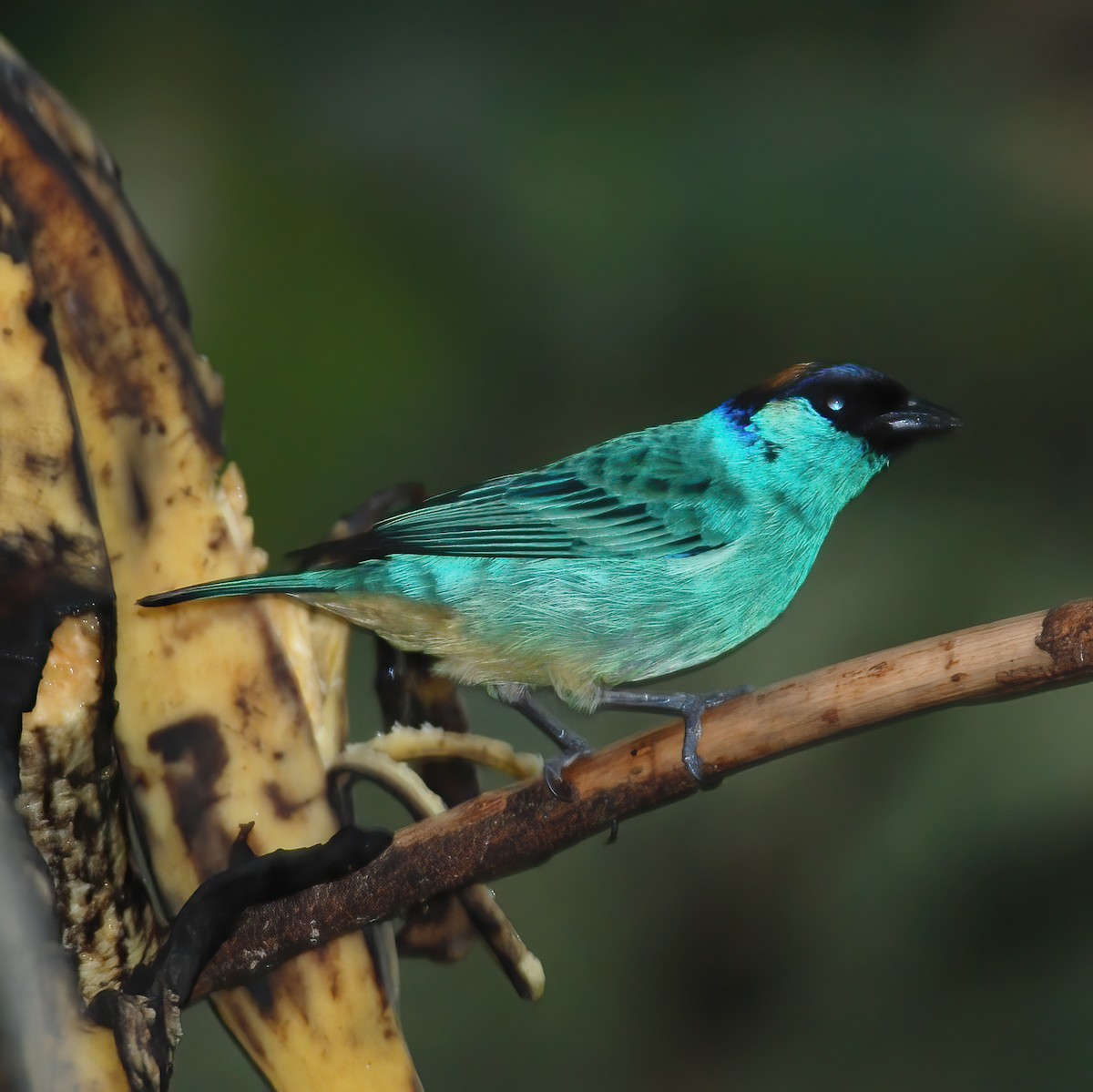 Golden-naped Tanager - ML615196303
