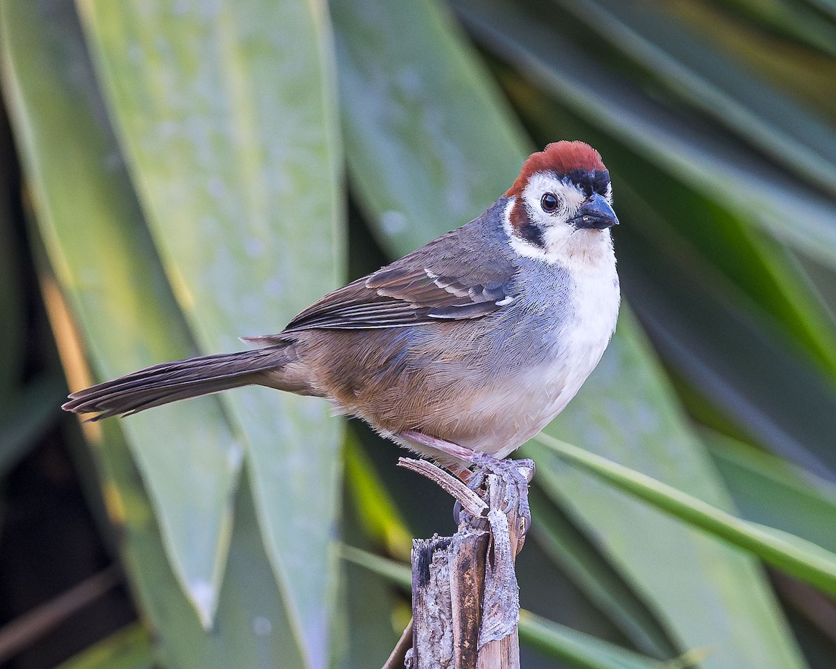 White-faced Ground-Sparrow - ML615196422