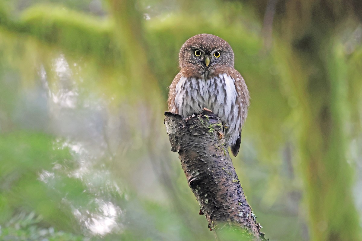 Northern Pygmy-Owl (Pacific) - Nathan Wall