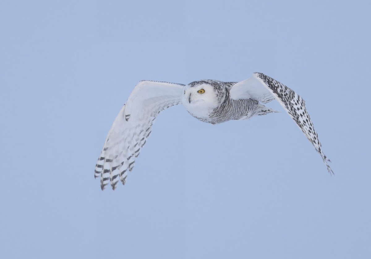 Snowy Owl - ML615196461