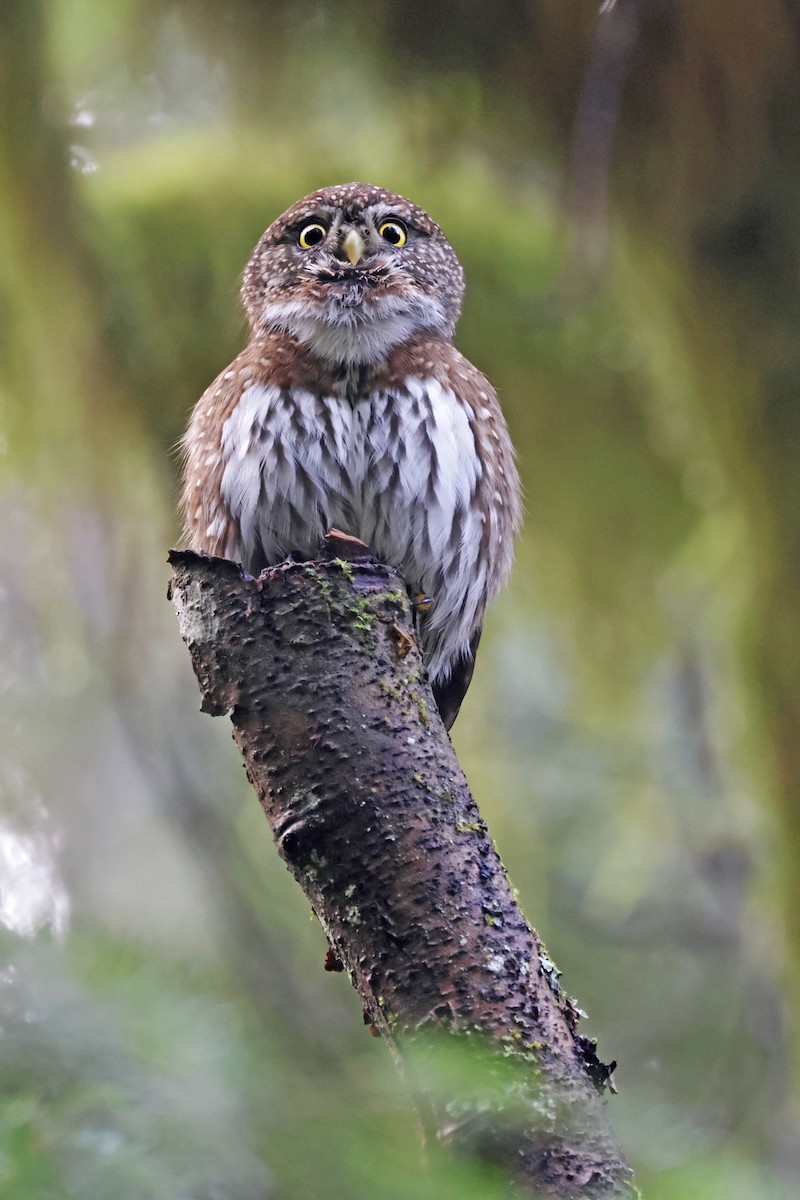 Northern Pygmy-Owl (Pacific) - ML615196494