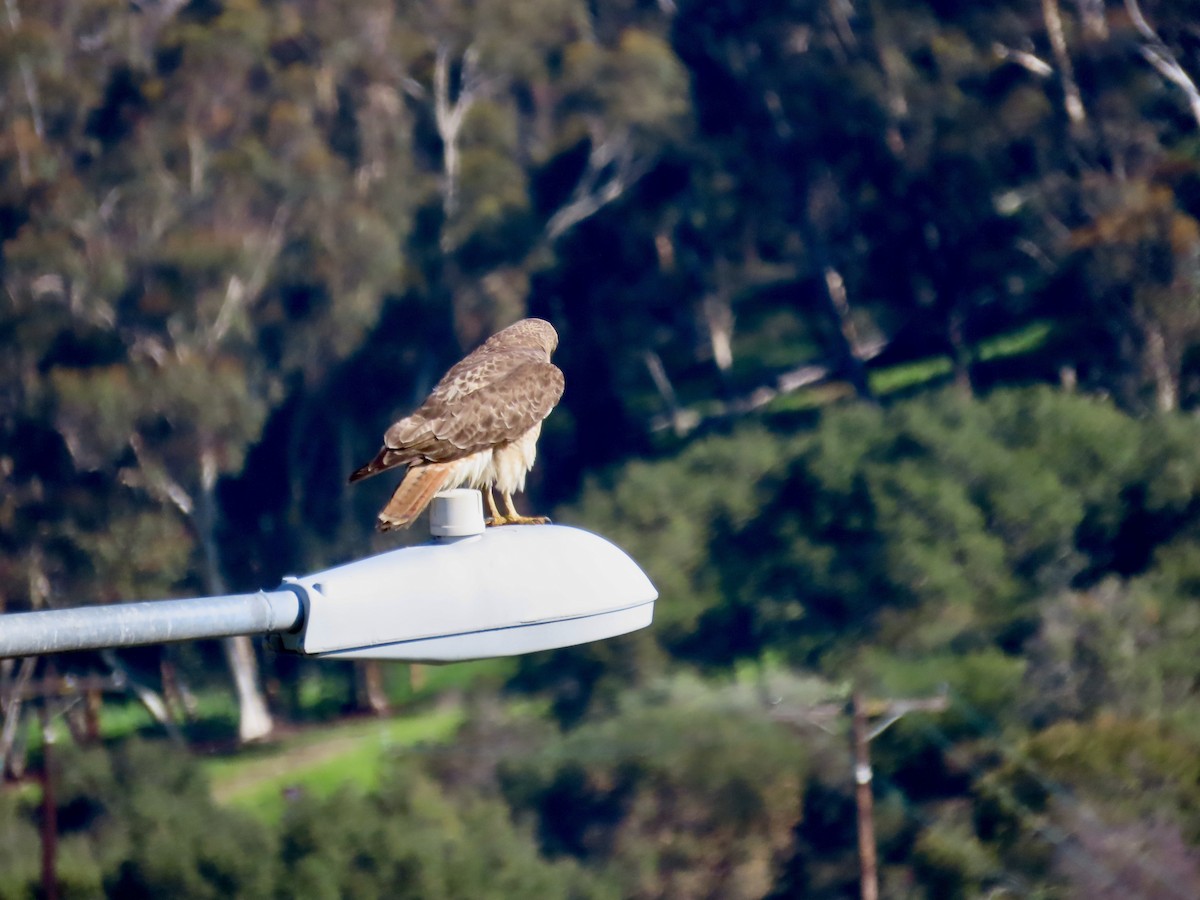 Red-tailed Hawk - Craig Watson