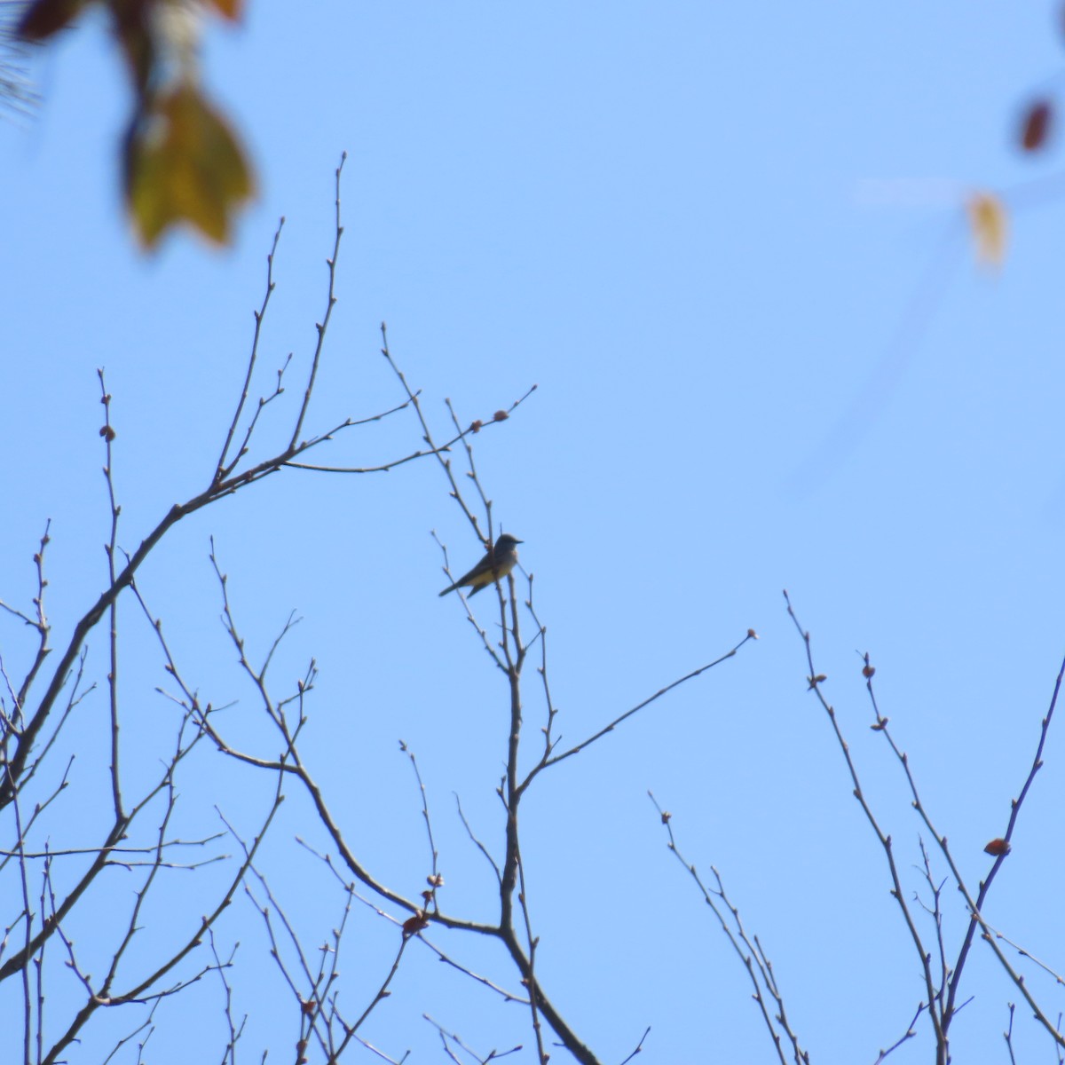 yellow-bellied kingbird sp. - ML615196700